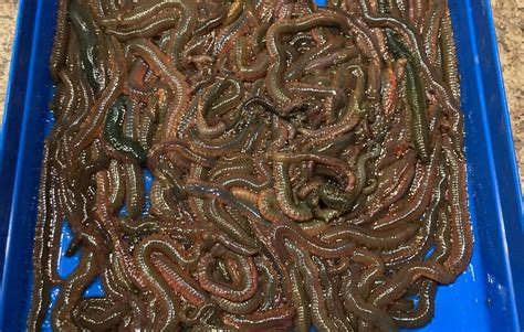 bloodworm fishing for sale